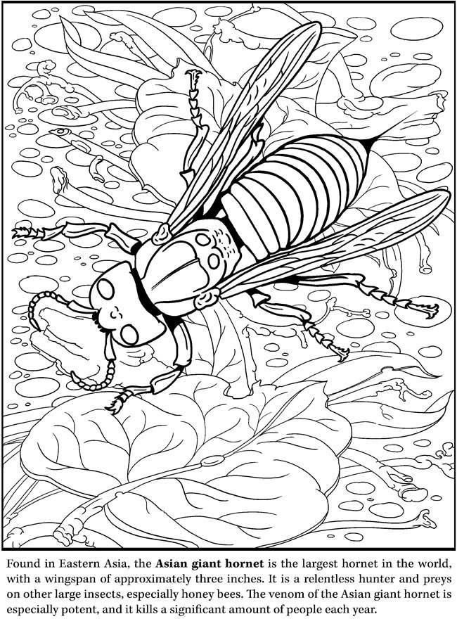 Best 40 Summer Dover Coloring Pages Ideas 27