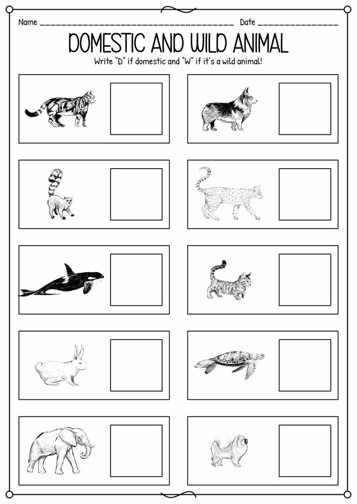 35 Domestic Animals Worksheets Kindergarten