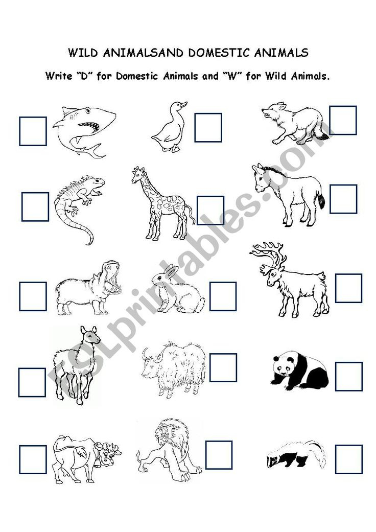 21 Domestic Animals Worksheets Kindergarten