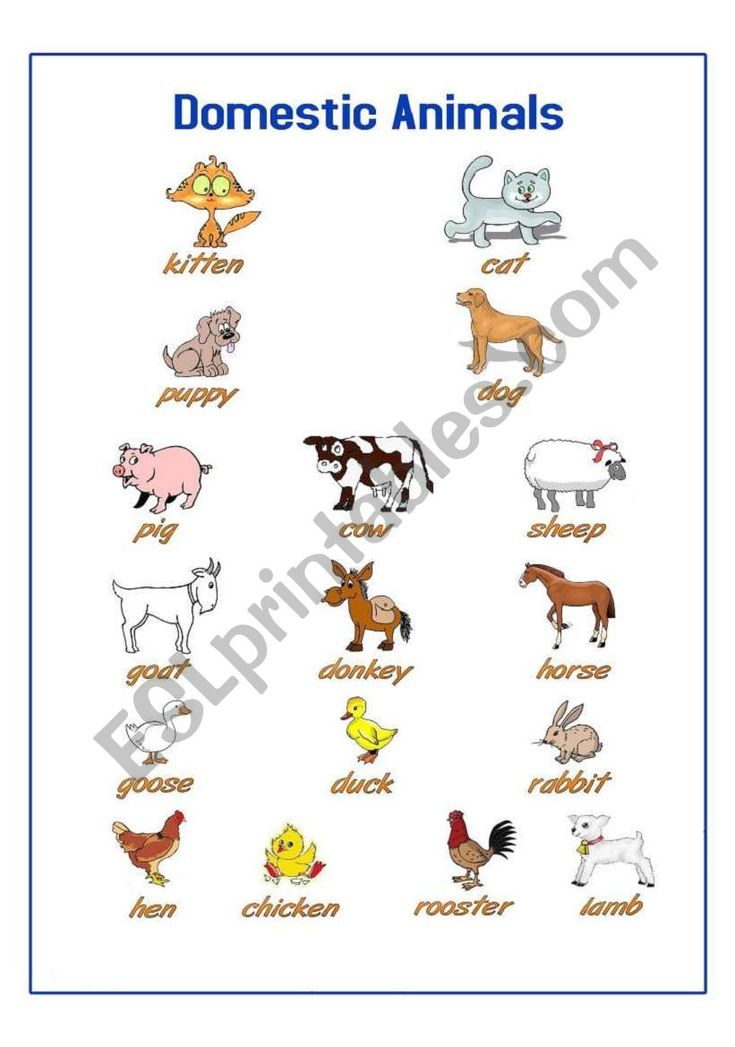 21 Domestic Animals Worksheets Kindergarten