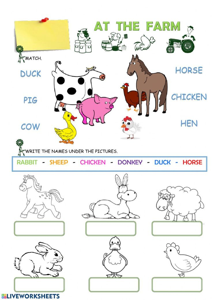 21 Domestic Animals Worksheets Kindergarten